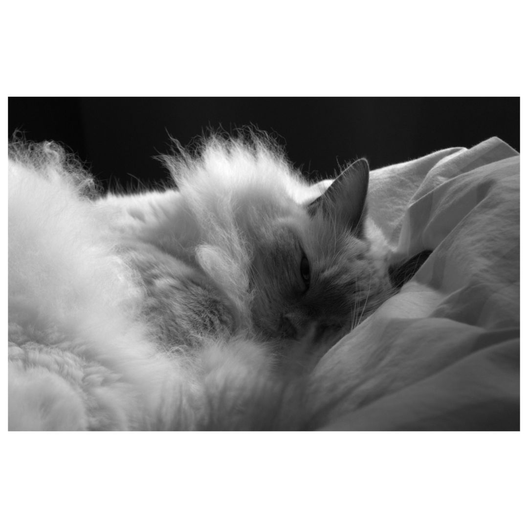 A fluffy cat lies curled up on a white bed, appearing relaxed and cozy in a black and white setting.