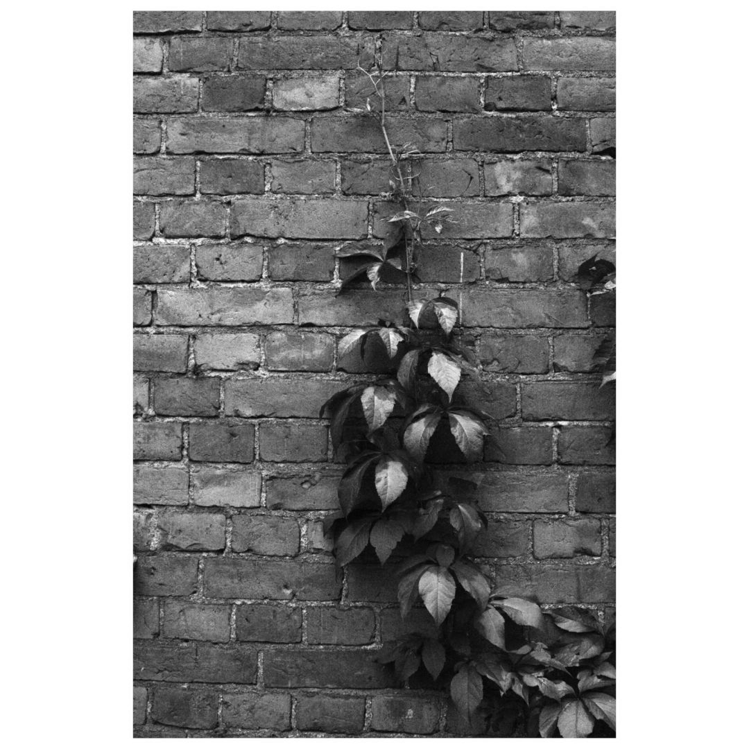 A black-and-white image of a brick wall with a vine and its leaves climbing up the surface. The contrasting textures of the rough bricks and the smooth leaves are prominent.