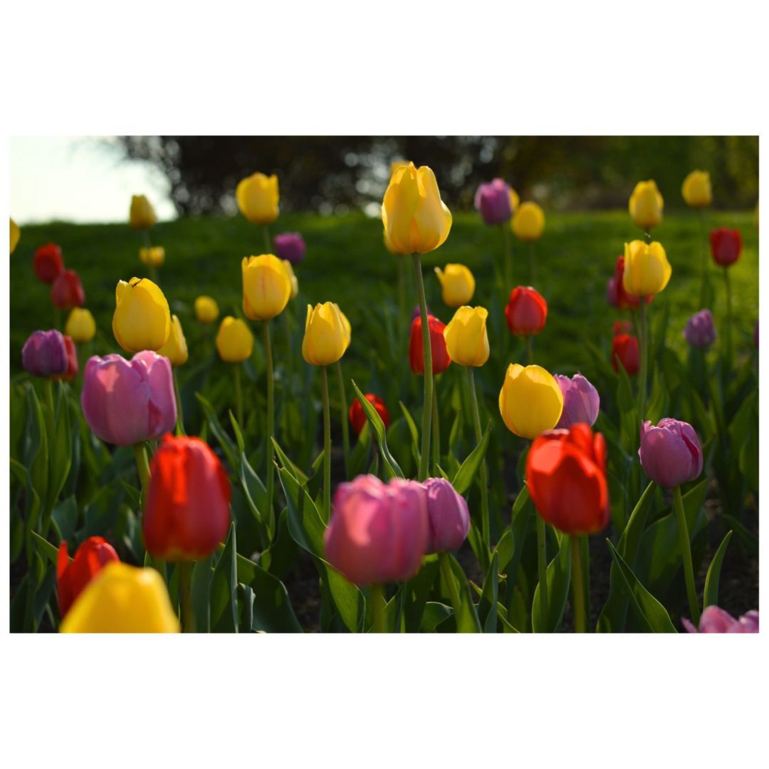 A vibrant display of tulips featuring yellow, red, and purple blooms in a lush green setting. The flowers are in various stages of blooming, creating a colorful and inviting scene.