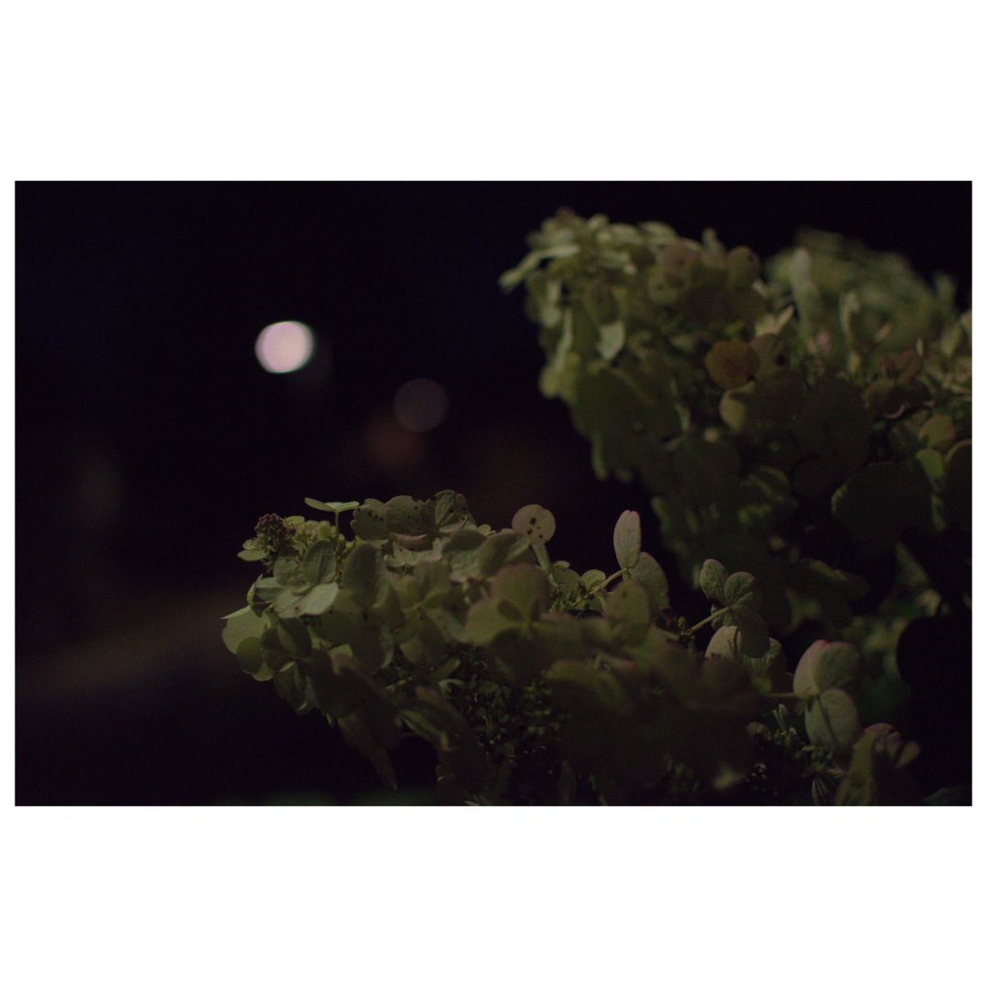 A close-up of greenish foliage shaped like wolfs mouth howling in low light, with a blurred light source in the background, suggesting nighttime.