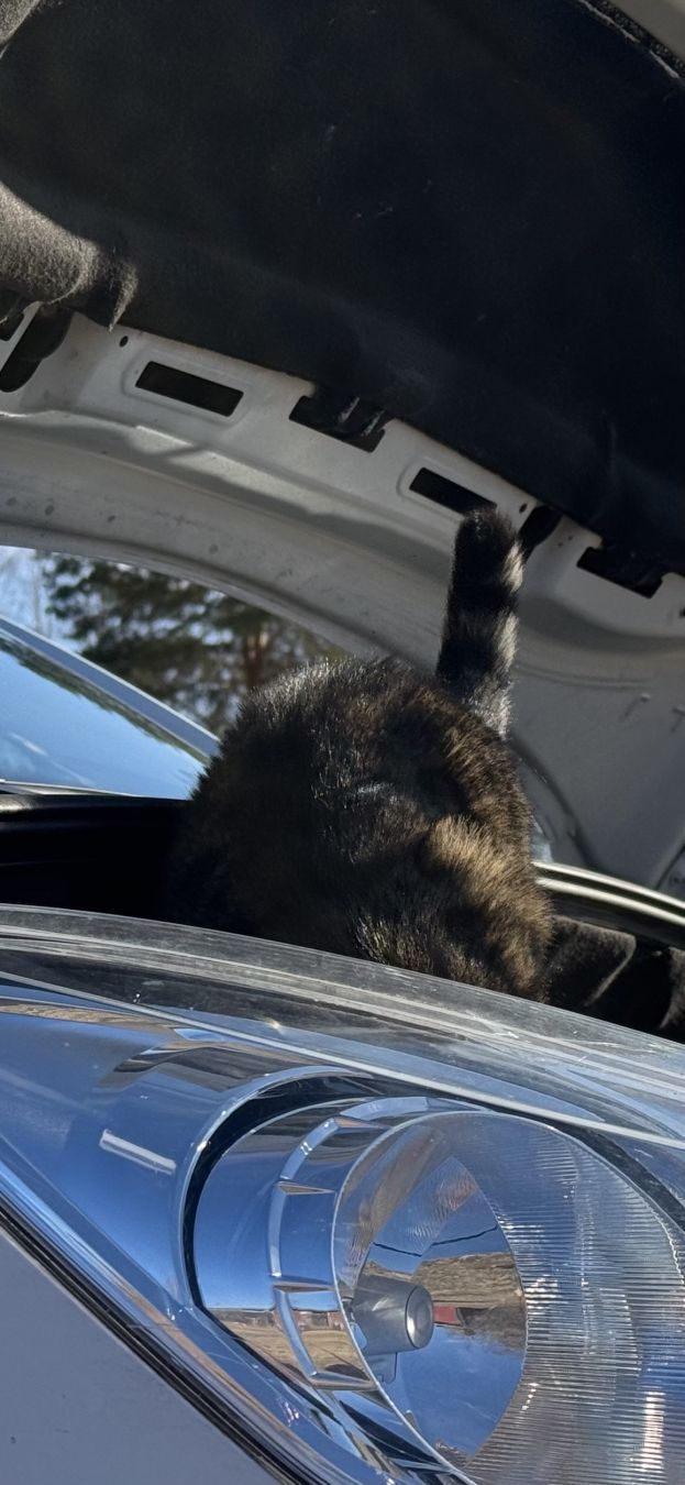 Kissa tutkimassa auton moottoria