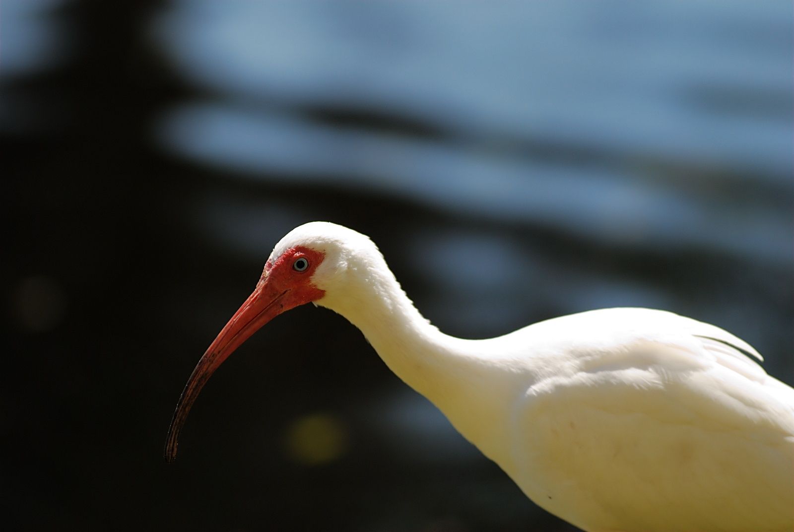 American white ibis