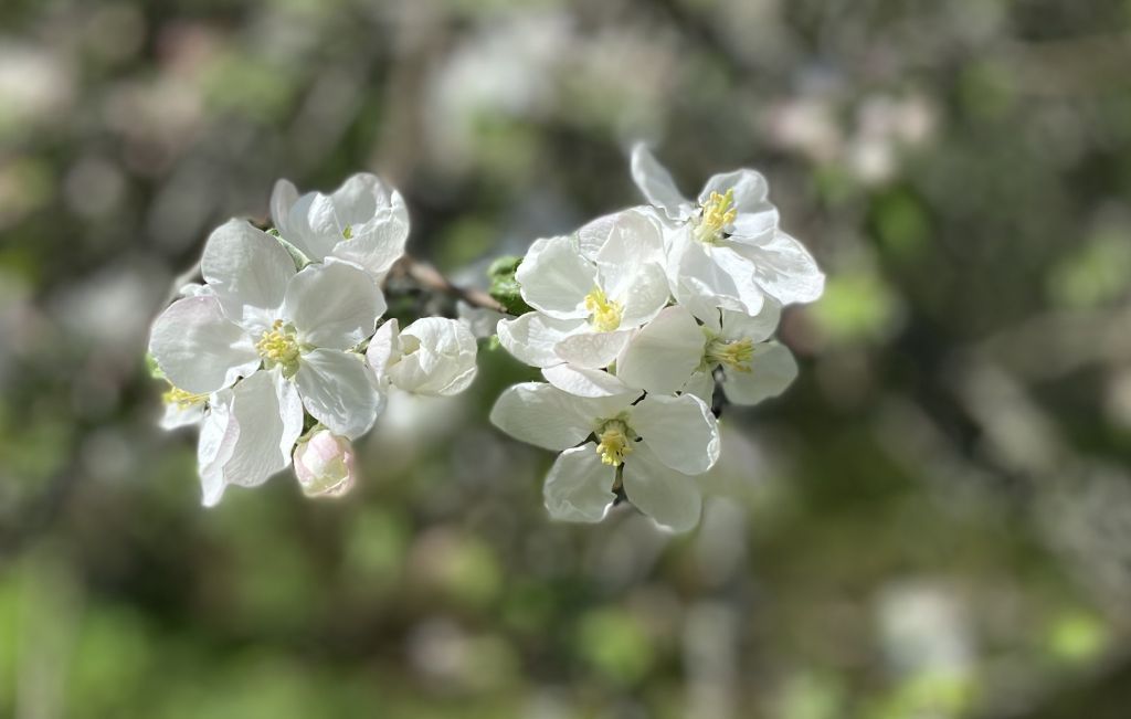 Apple blossoms in the sun