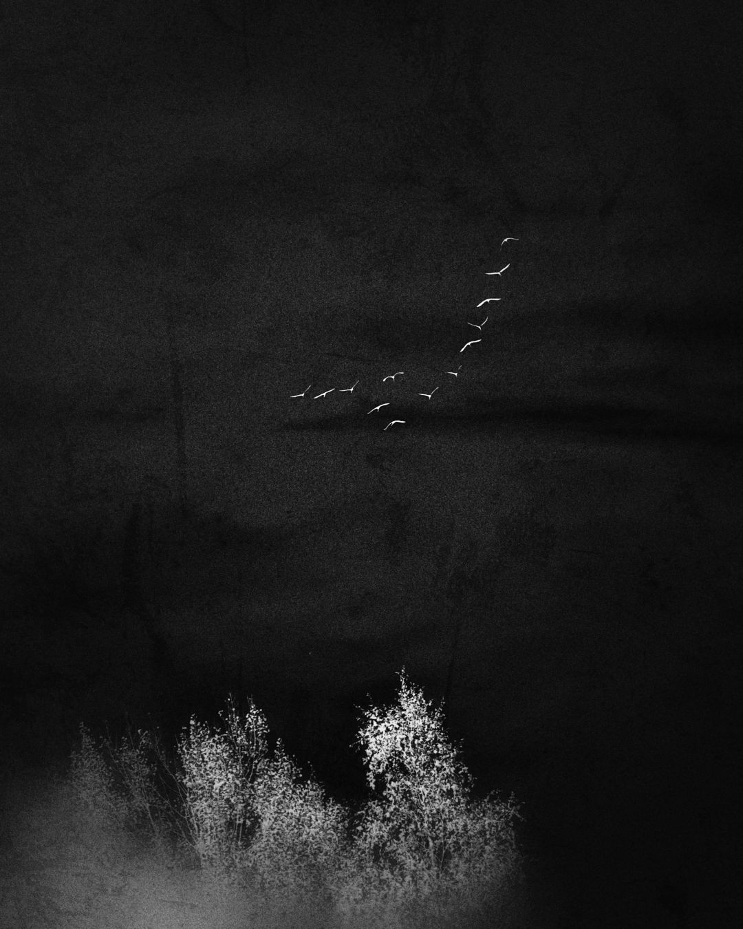 Cranes migrating to south.