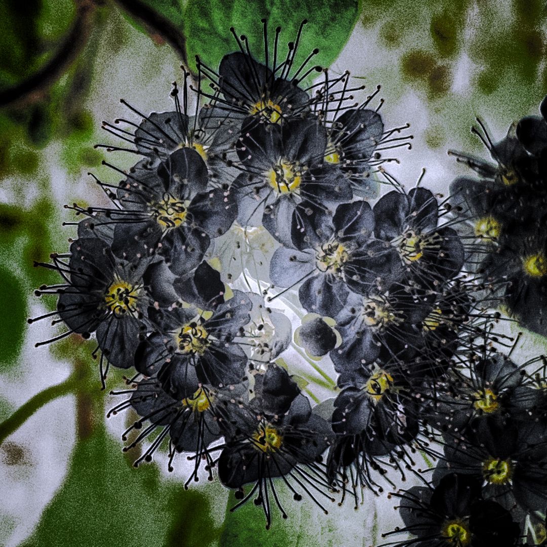 Black flower, green leaves on a background.