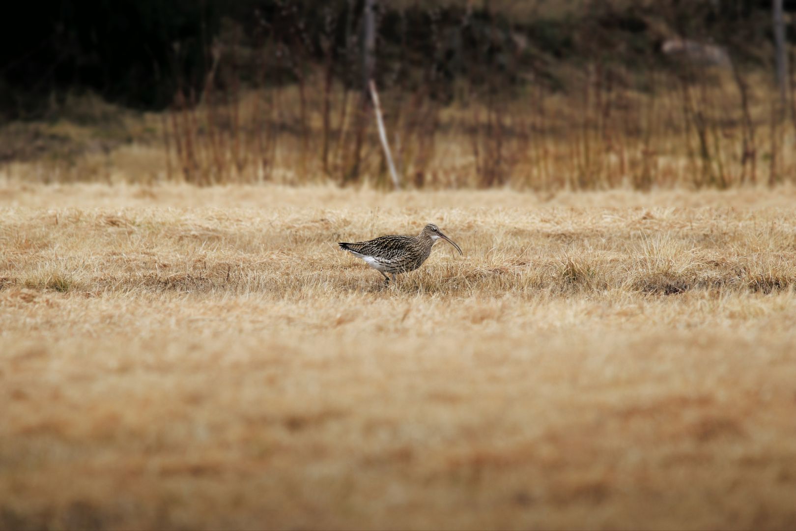 Eurasian Curlew on a field.