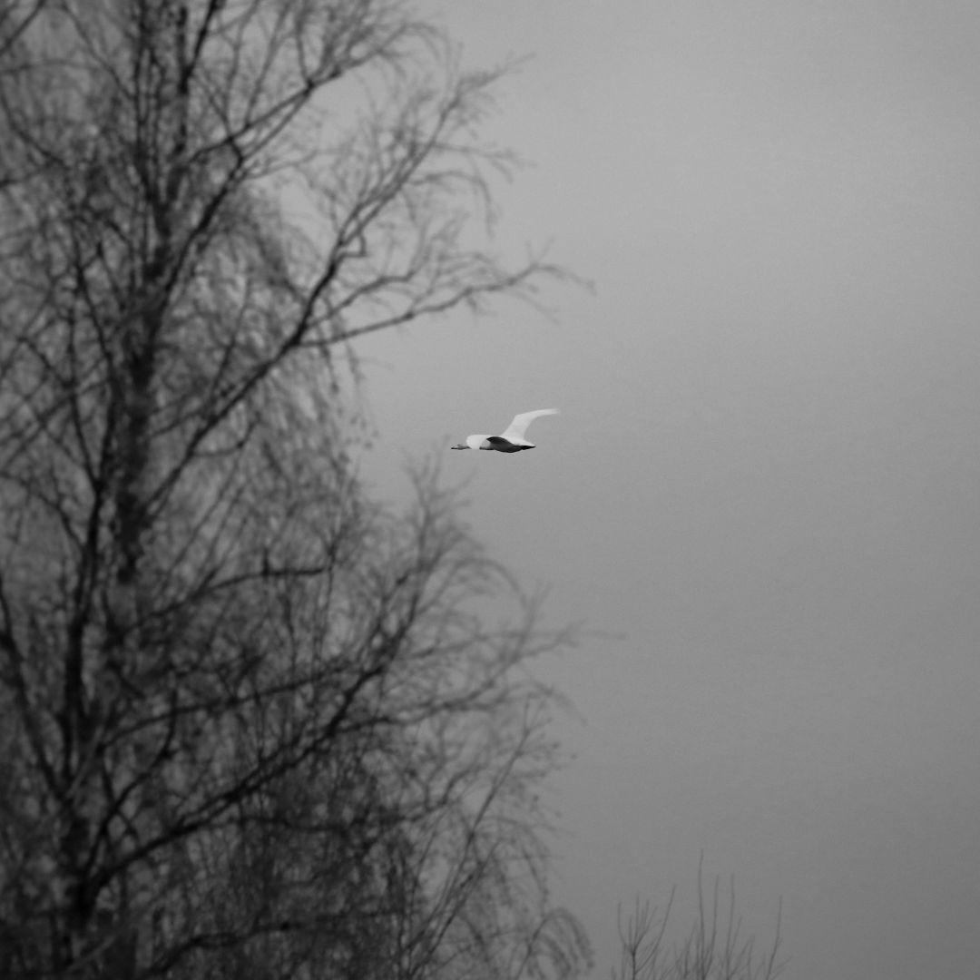 Swan flying over birches.