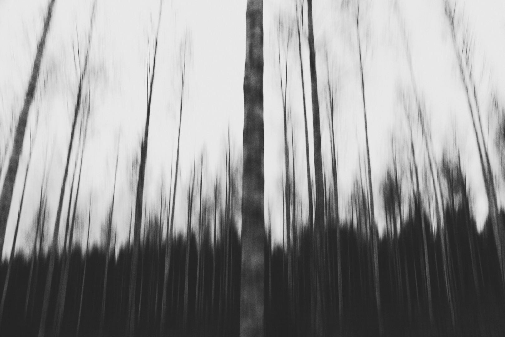Birches blurred out by intentional camera movement.