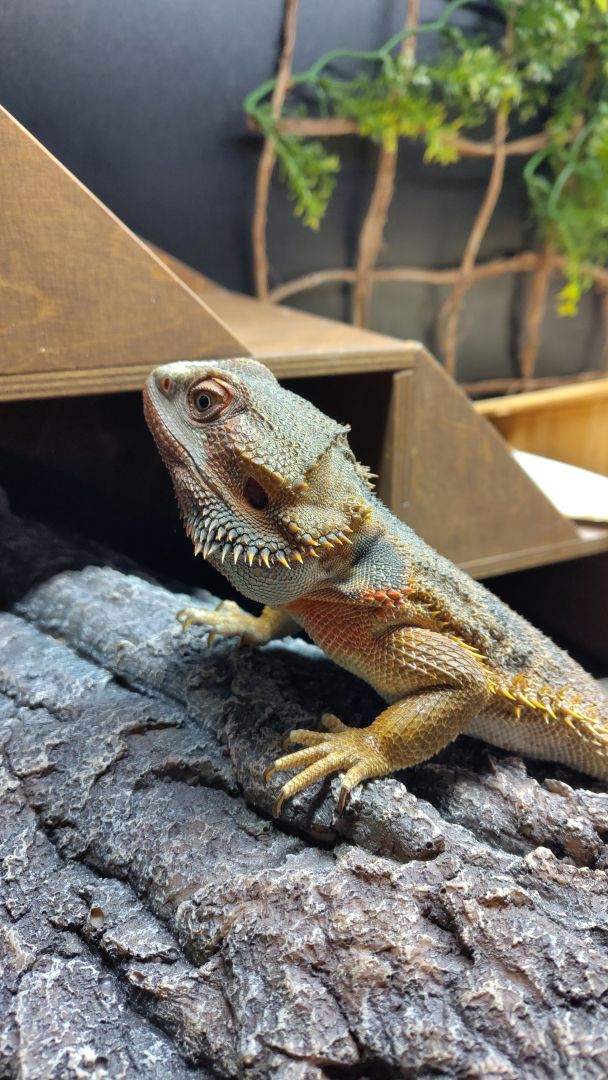 Bearded dragon chiling on a fake tree-log