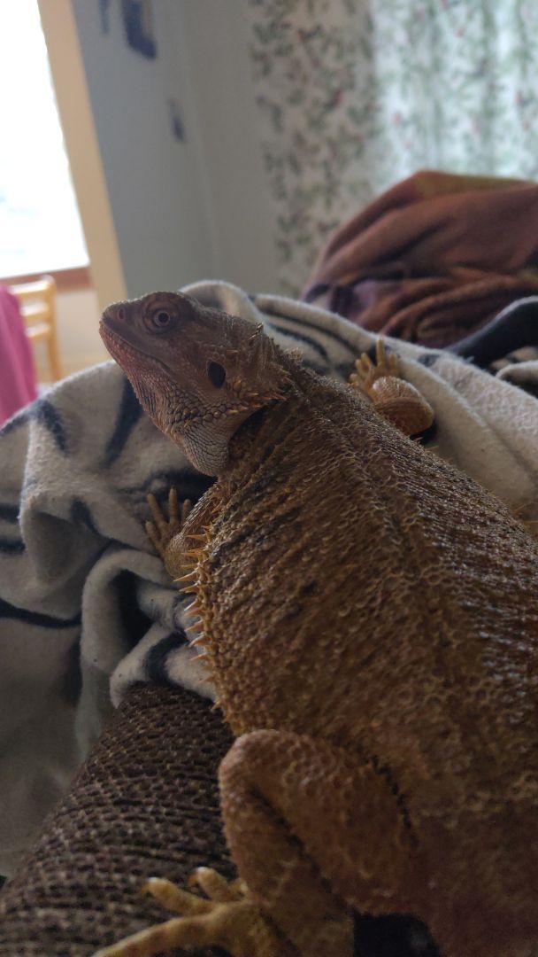 Bearded dragon looking over her shoulder