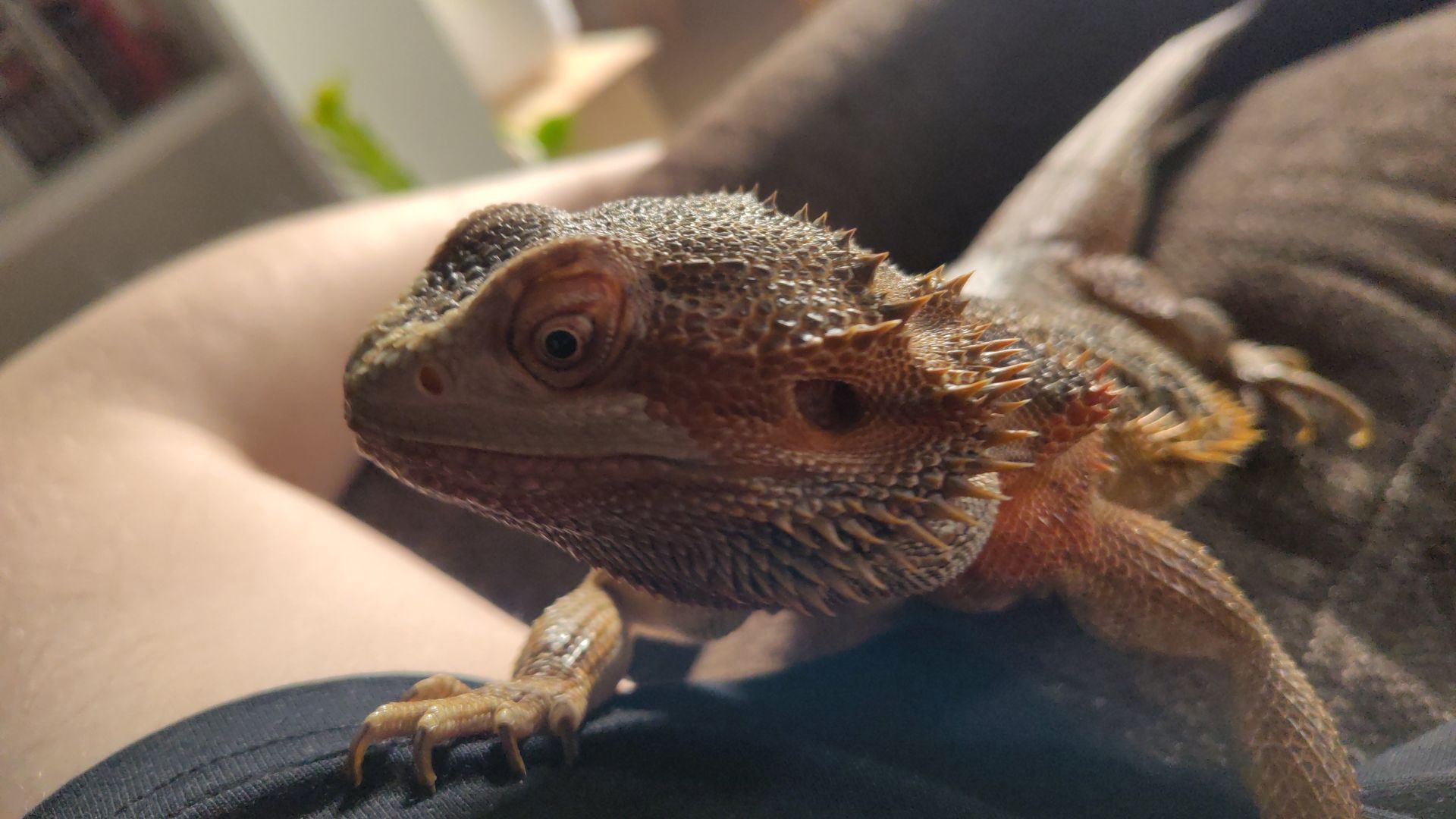 Bearded dragon looking somewhere while laying on my shoulder.