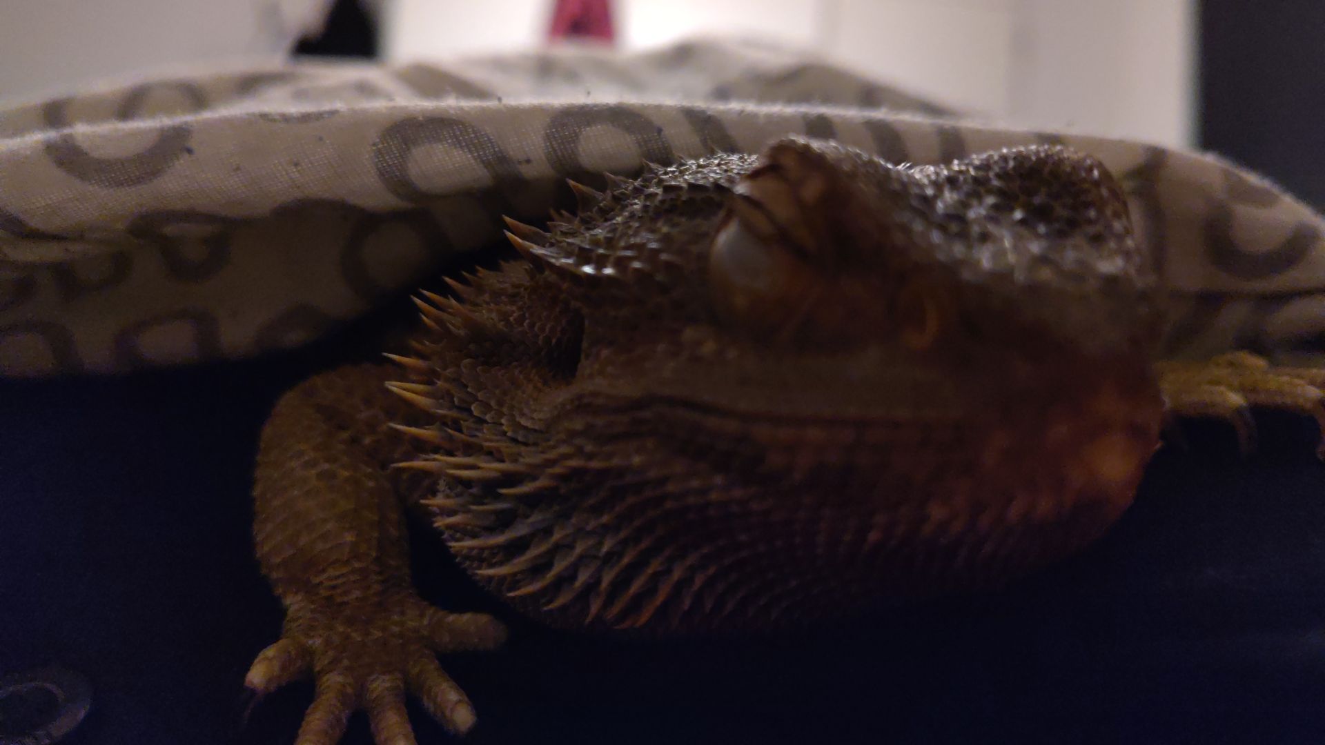 Sleepy bearded dragon