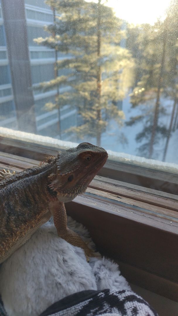 Bearded dragon looking outside from window. It's very snowy and cold outside.