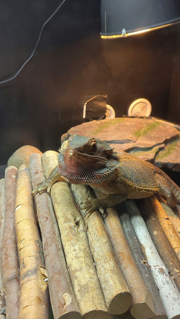 Bearded dragon stretching her beard