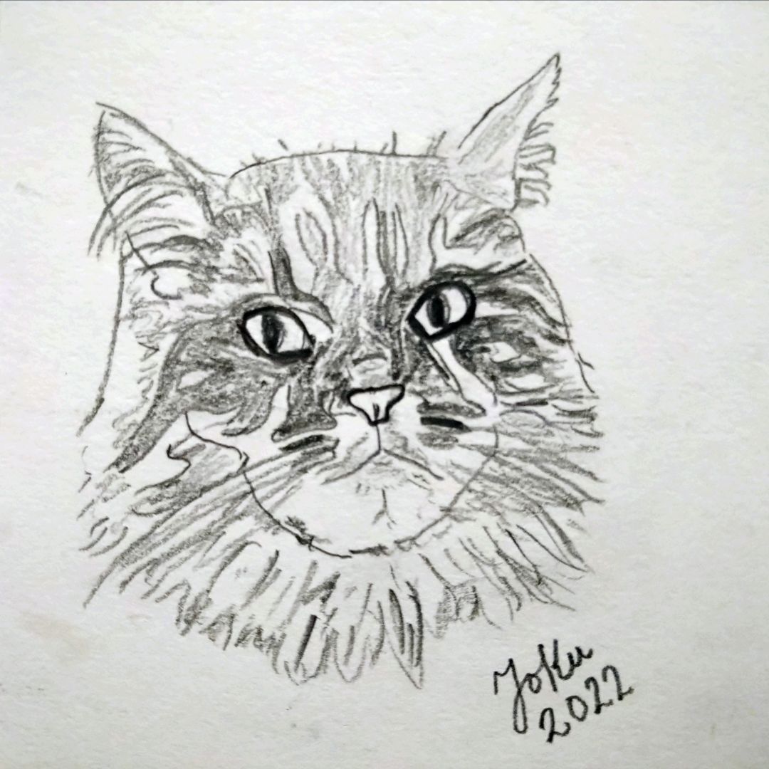 A pencil drawing of a siberian cat's head.