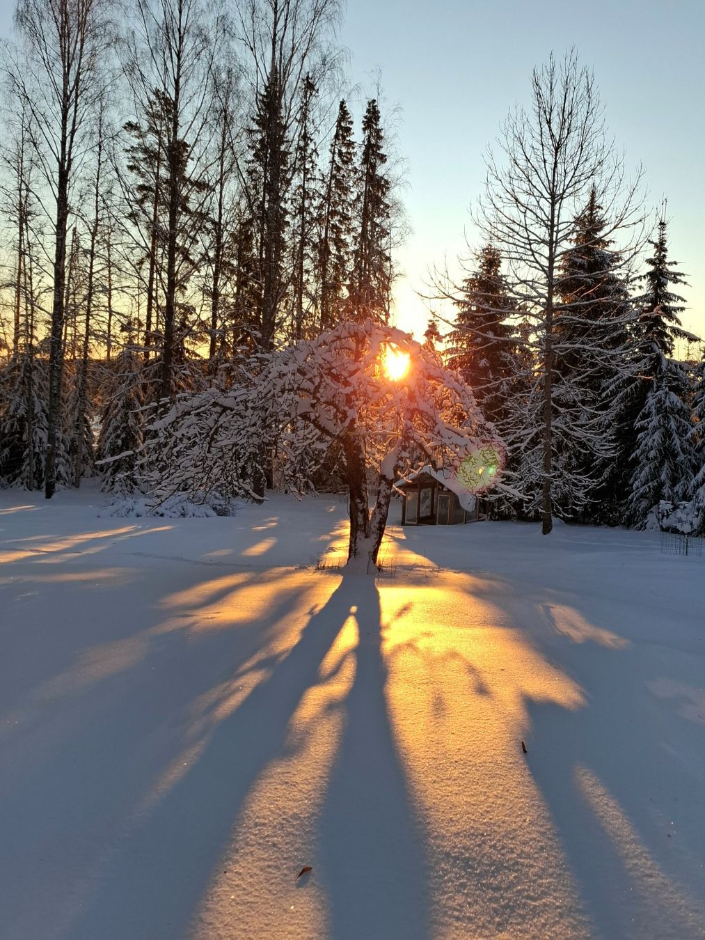 Tammikuinen aamuaurinko paistaa omenapuun oksien lomasta.