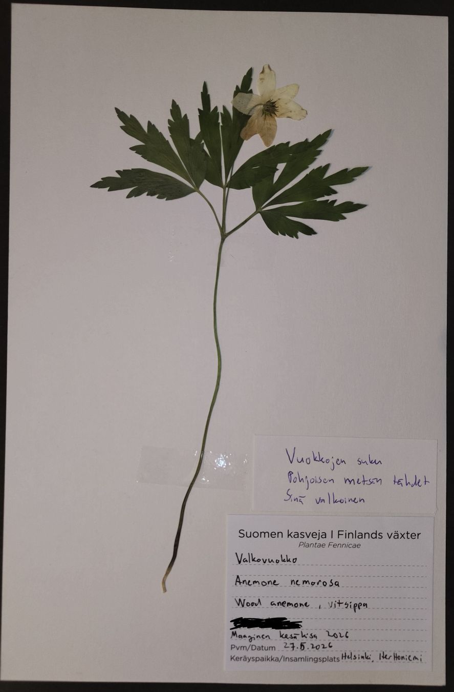 Valkovuokko