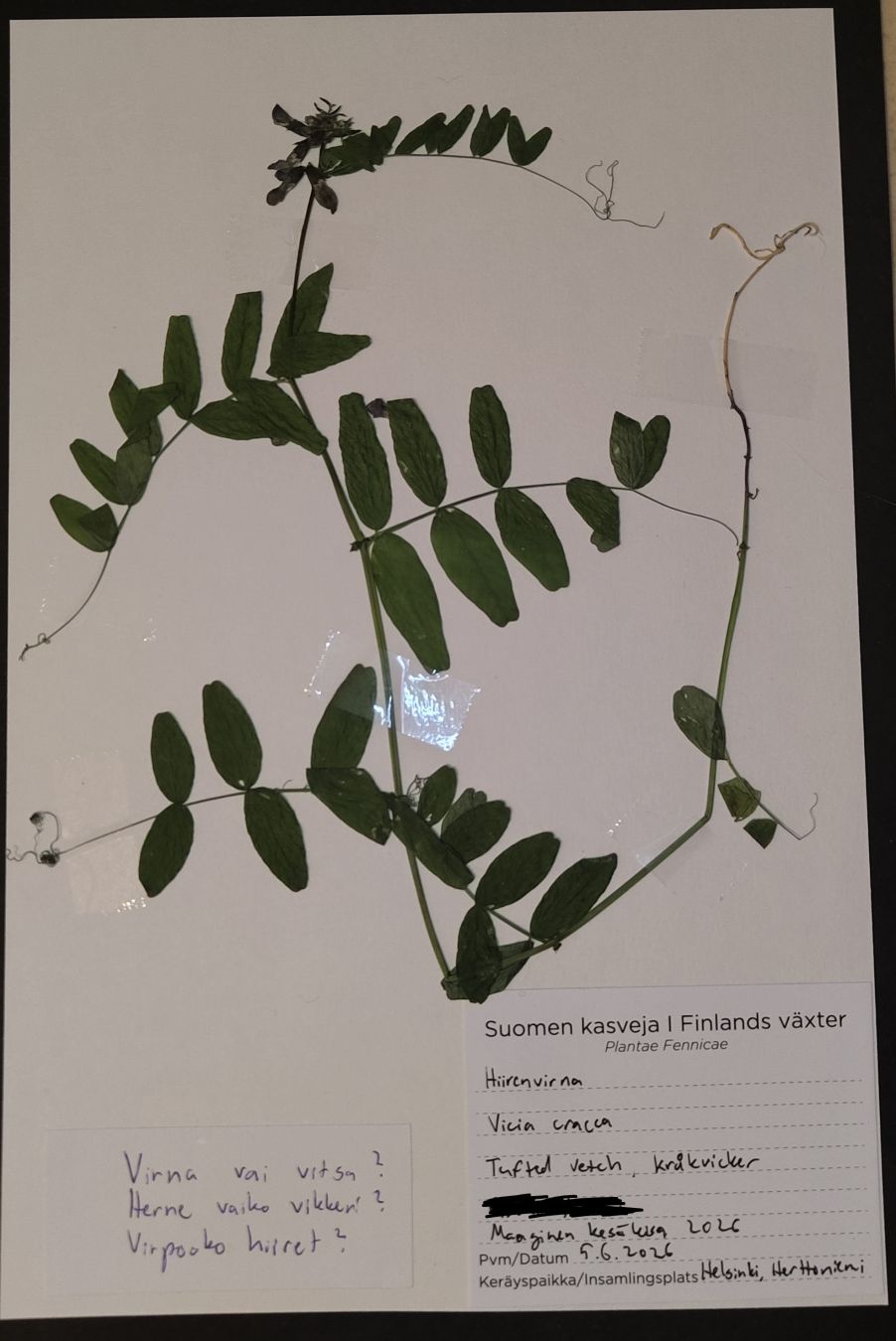 Hiirenvirna