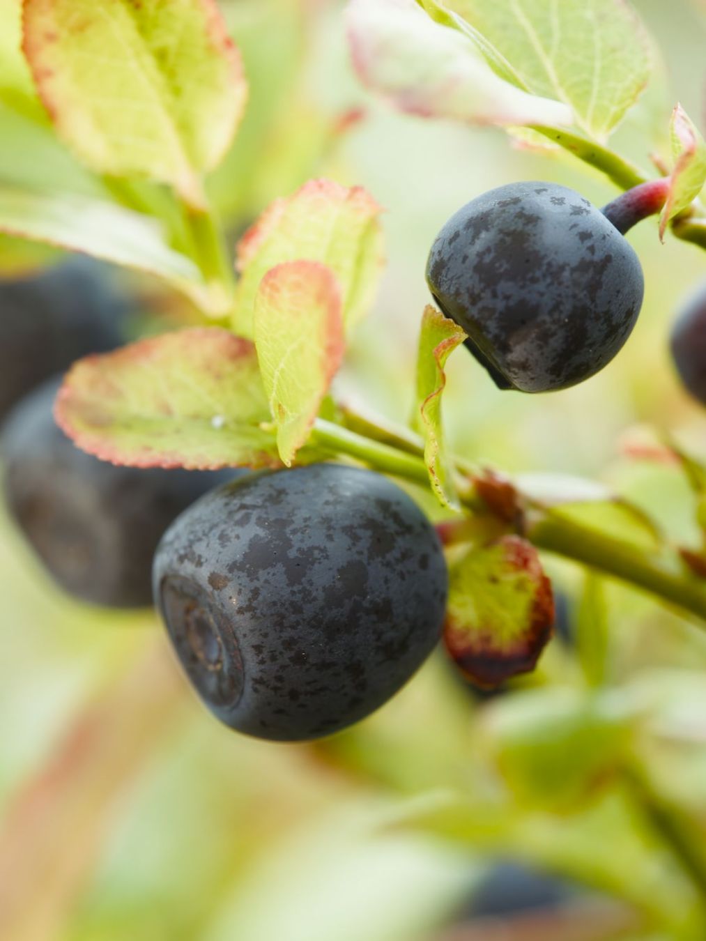 Finnish: Lähikuva mustikoista

English: Macro photo of bilberries