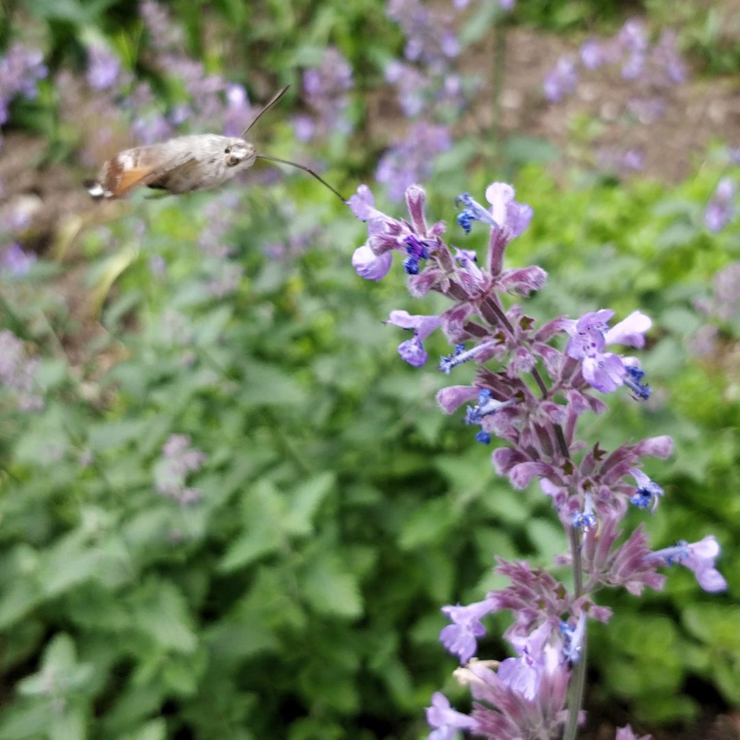 Etelänpäiväkiitäjä mirrinmintun violetissa kukassa.