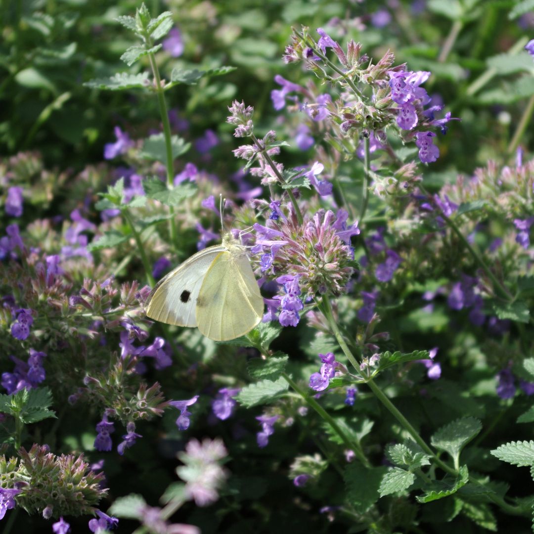 Vaalea perhonen mirrinmintun violetissa kukassa.