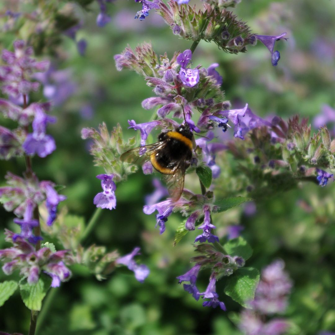 Kimalainen mirrinmintun violetissa kukassa.