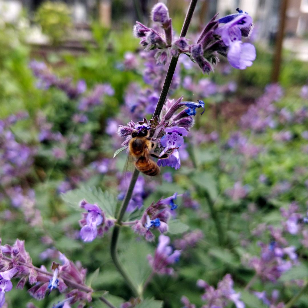 Mehiläinen mirrinmintun violetissa kukassa.