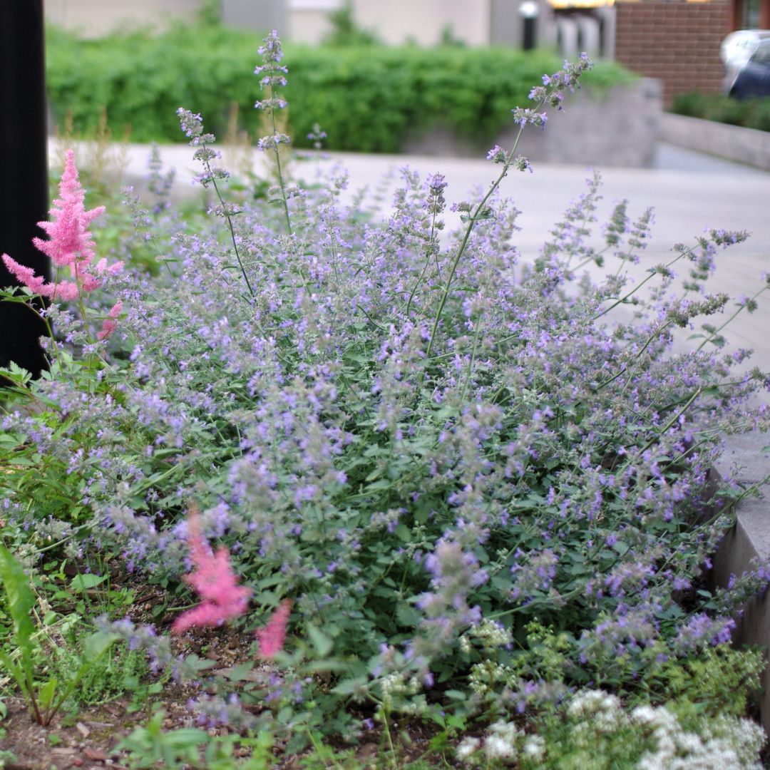 Violettina kukkiva mirrinminttu.