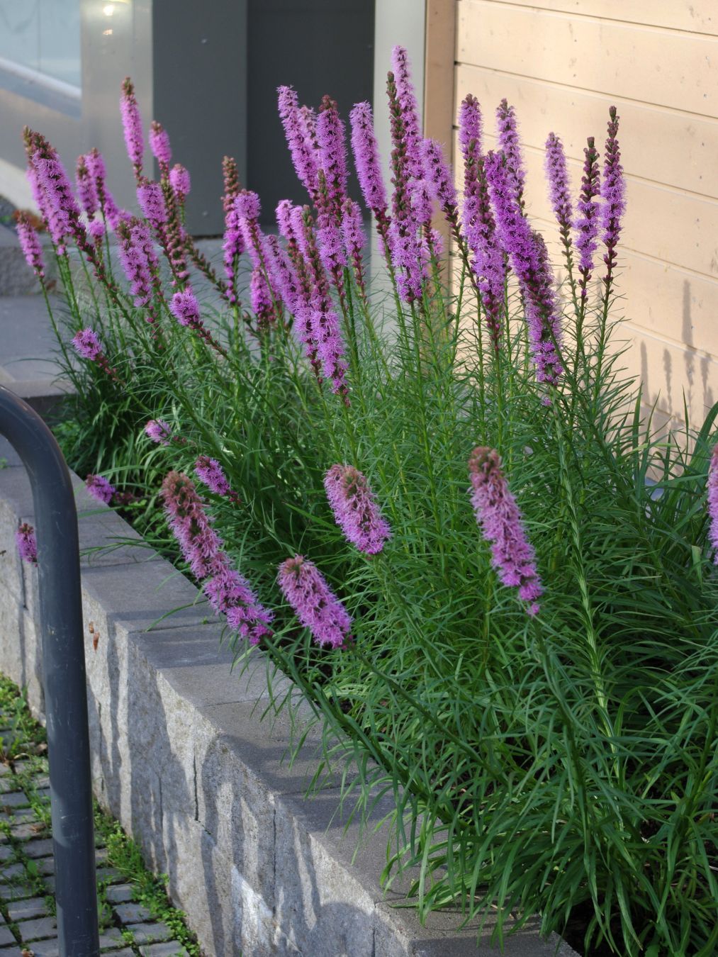 Violettina kukkivia punatähkiä pitkulaisessa istutusaltaassa.