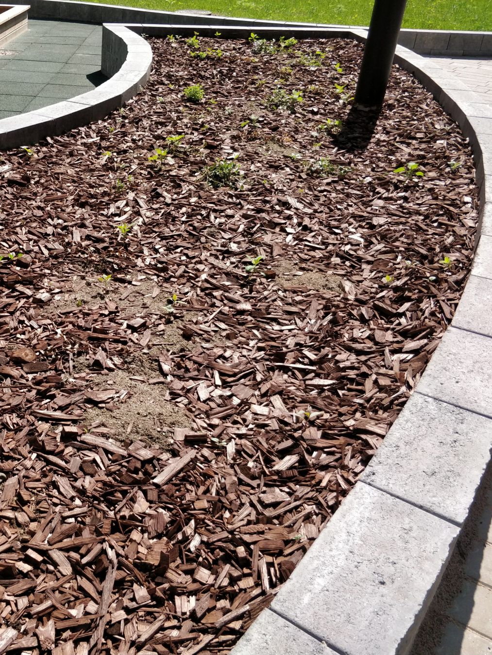 Istutusalue, jossa on pelkkää ruskeaa katetta.