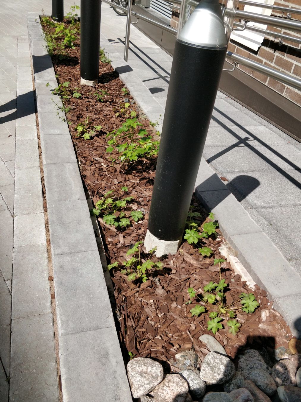 Kapea pitkulainen istutusalue, jossa muutamia pieniä taimia (kurjenpolvia ja lamoherukkaa).