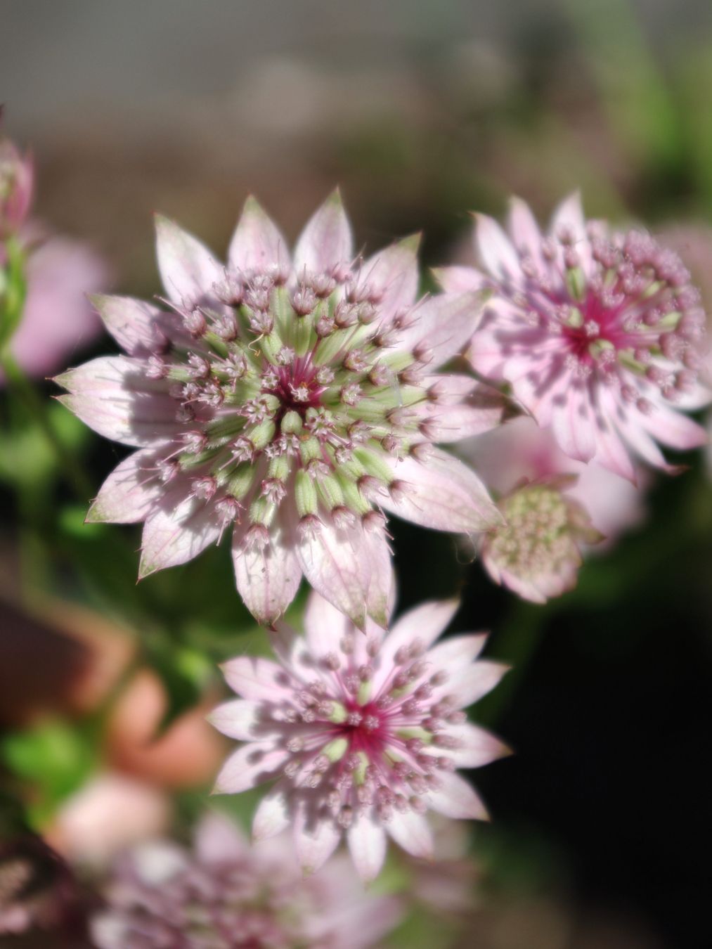 Lähikuvassa isotähtiputken vaaleanpunaiset kukat.