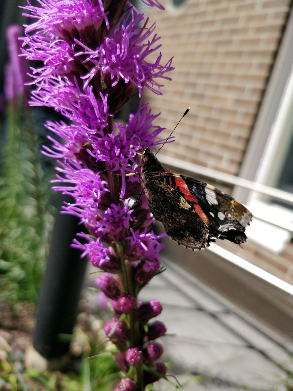 Lähikuvassa violetti punatähkä ja amiraaliperhonen.