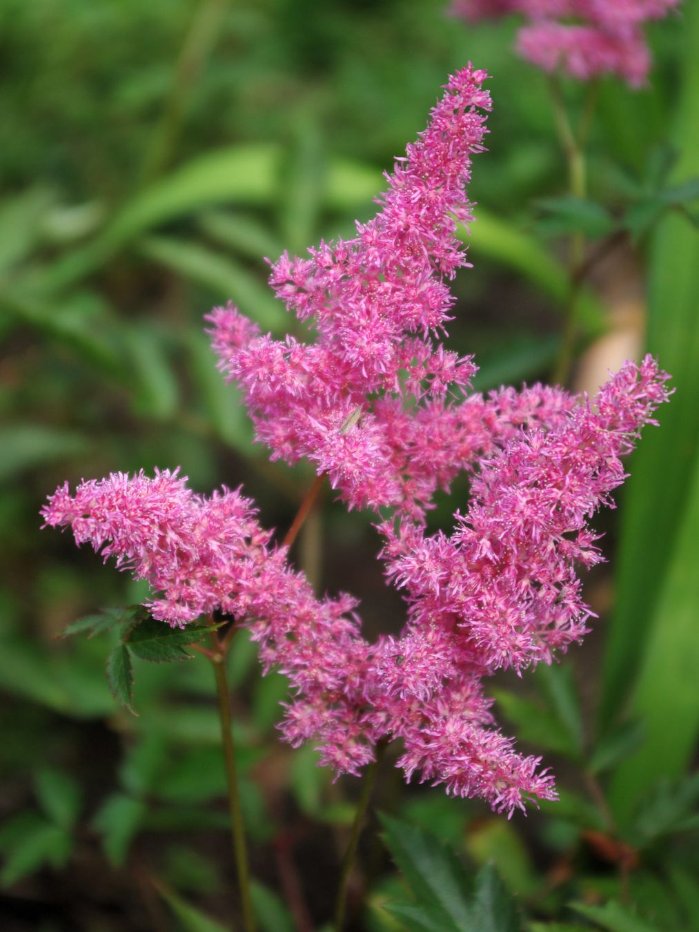 Lähikuvassa jaloangervon pinkit töyhtömäiset kukat.