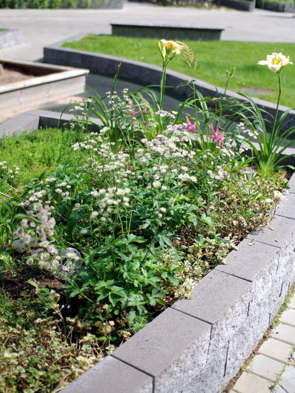 Istutusalueen osa, jossa kasvaa erilaisia perennoja.