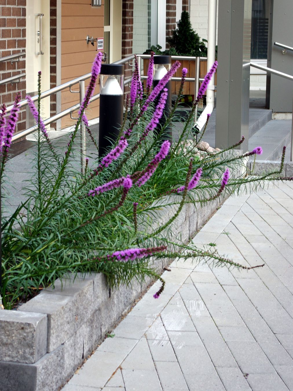 Violettina kukkivia punatähkiä pitkulaisessa istutusaltaassa, mutta osa kasveista on vinossa kaatuneena.