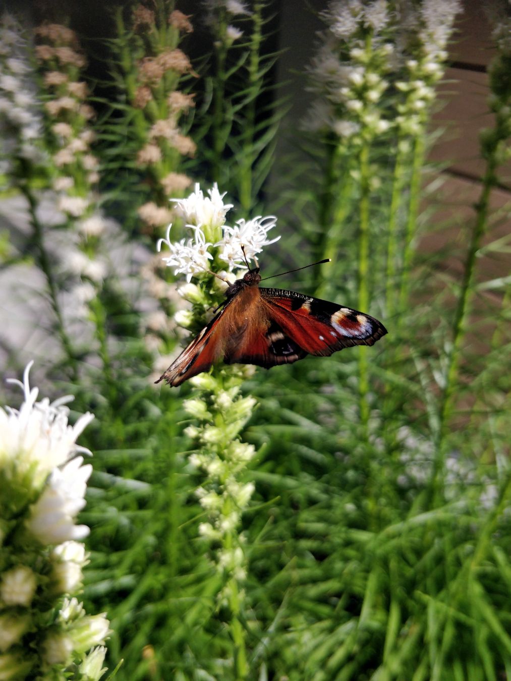 Lähikuvassa valkoinen punatähkä ja neitoperhonen.