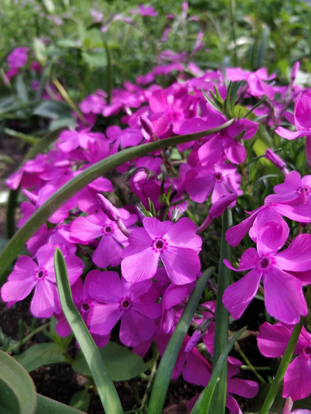 Lähikuvassa sammalleimun pinkit kukat.