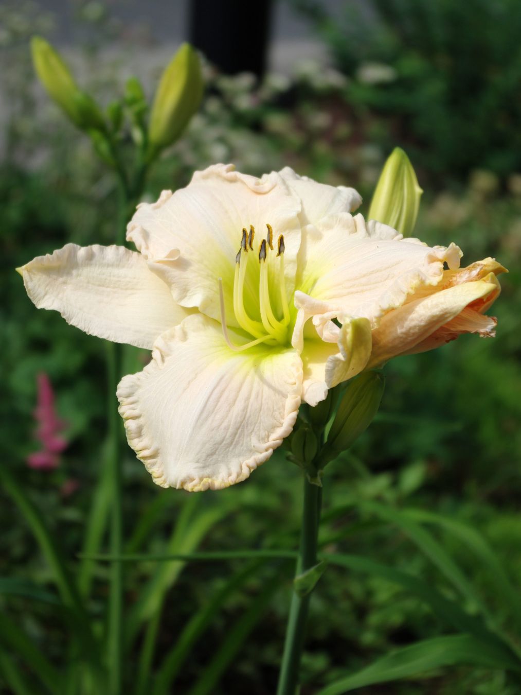 Lähikuvassa tarhapäivänliljan suuri kukka.