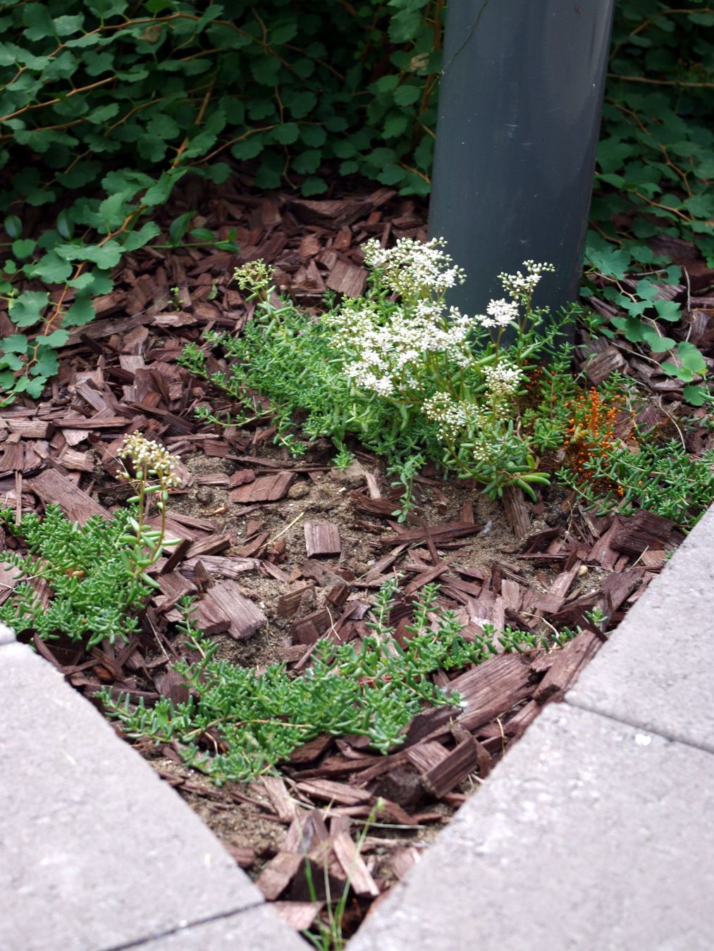 Pieniä valkomaksaruoholäiskiä katteen keskellä.