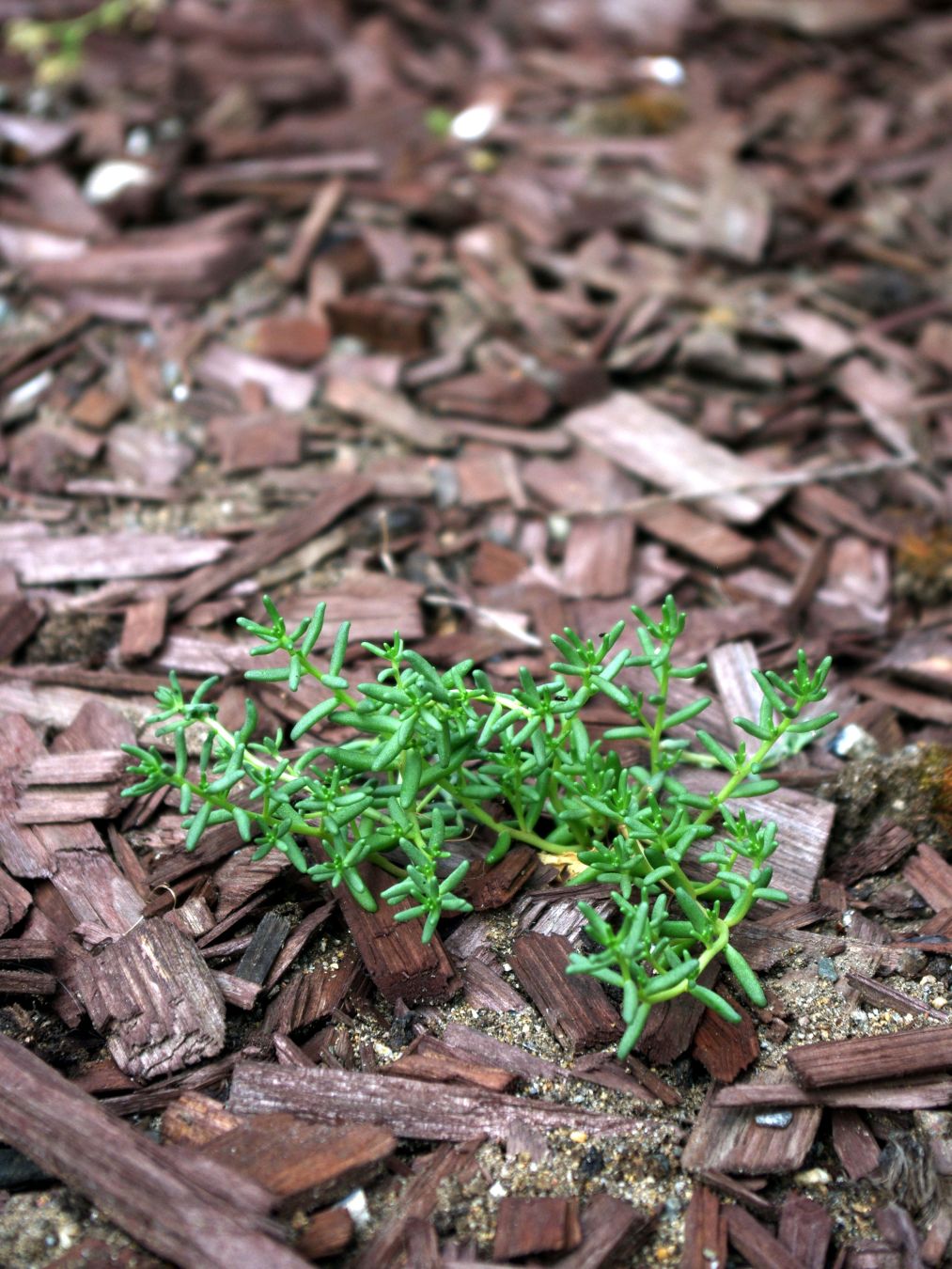 Lähikuvassa pieni valkomaksaruoho nousee katteen läpi.