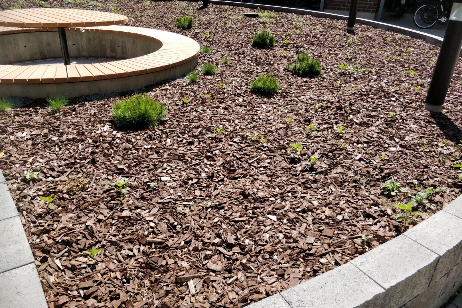 Istutusalue, joka näyttää siltä, kuin siinä olisi pelkkää ruskeaa katetta. Muutama pikkuruinen vihreä taimia näkyy siellä täällä.