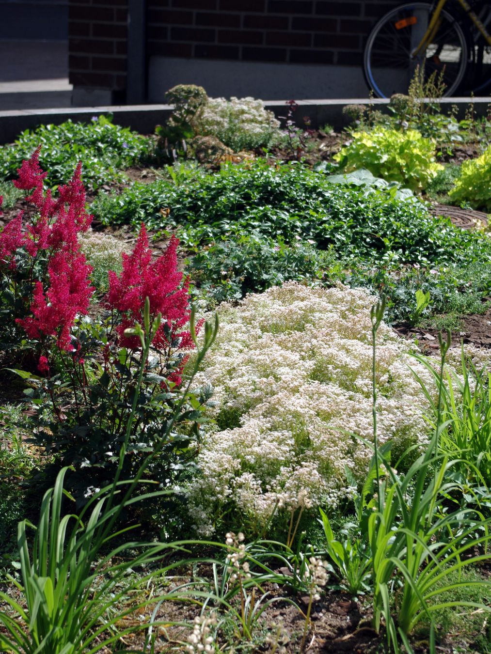 Valkoisena kukkiva suuri valkomaksaruohon mätäs vierellään punaisena kukkiva jaloangervo.