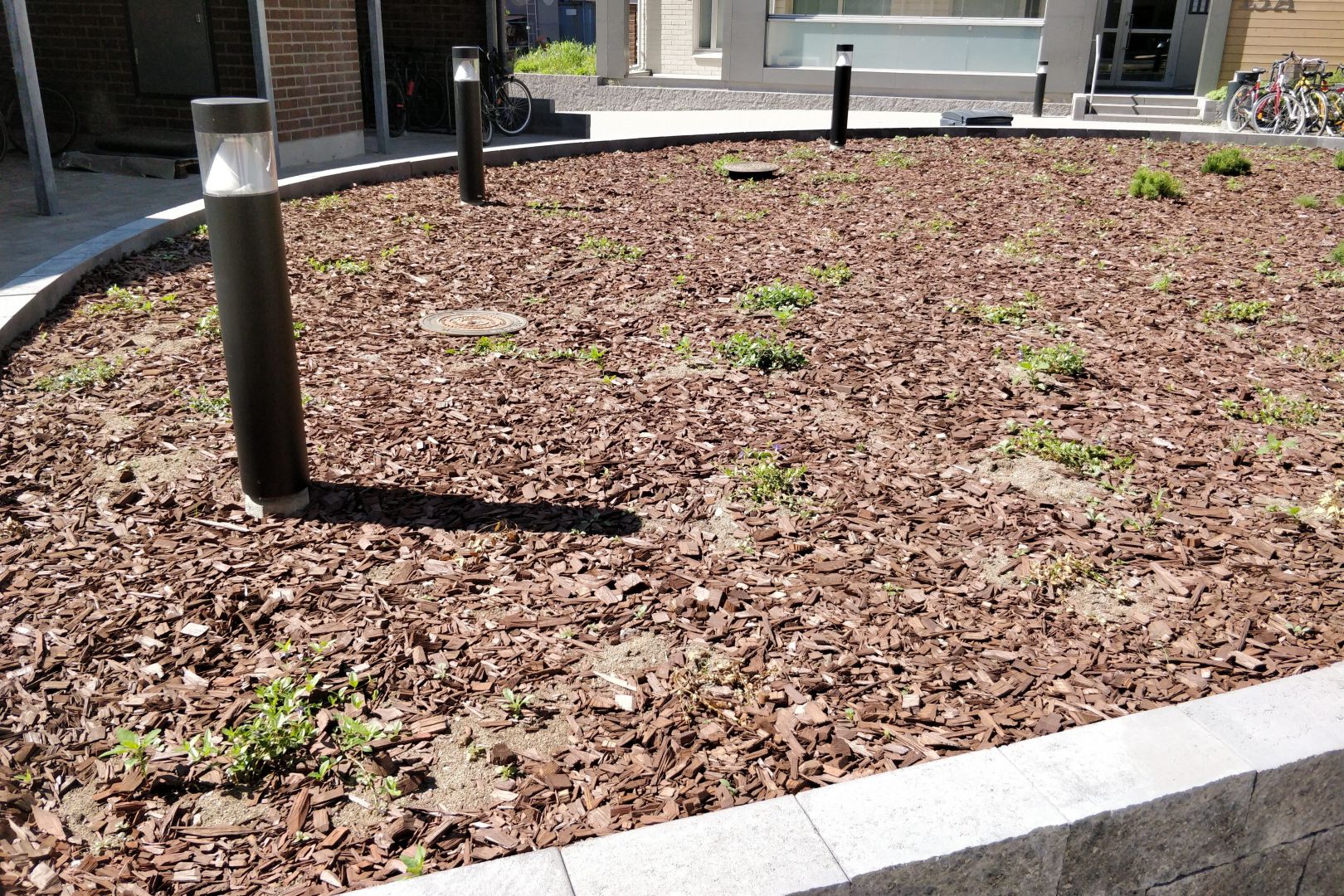 Istutusalue, joka näyttää siltä, kuin siinä olisi pelkkää ruskeaa katetta. Muutama pikkuruinen vihreä taimia näkyy siellä täällä.