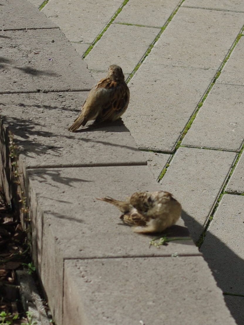 Kaksi varpusta lepäilee kivimuurin päällä