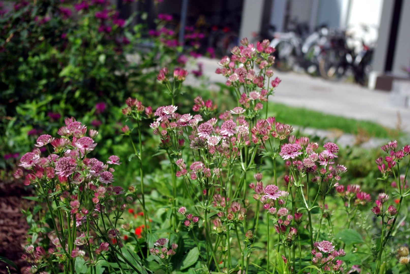Vaaleanpunaisena kukkivia isotähtiputkia