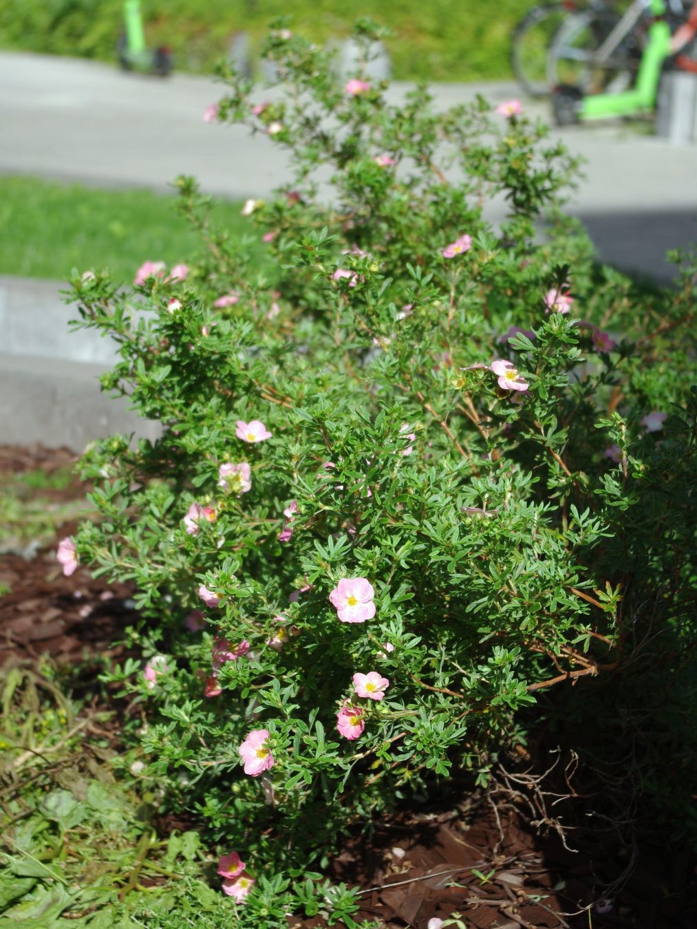 Pensashanhikki vaaleanpunaisine kukkineen