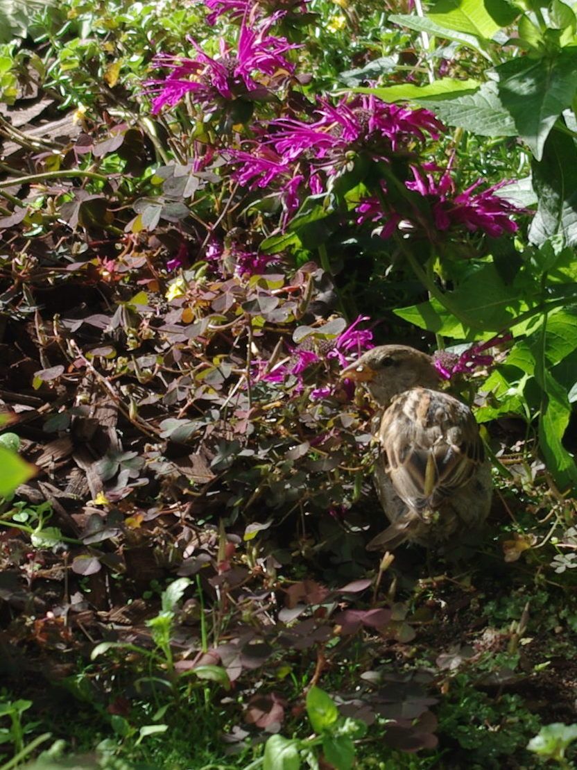 Varpunen kukkivien kasvien seassa