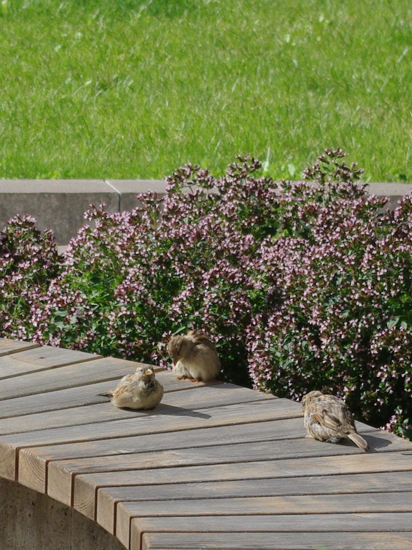 Kolme varpusta istuu puisella penkillä, takana kukkiva oregano ja nurmikkoa.