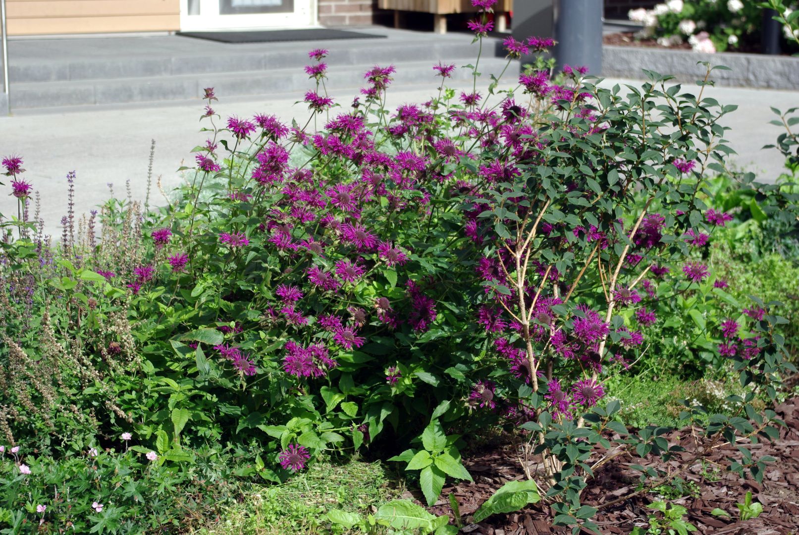 Violetteina kukkivia väriminttuja